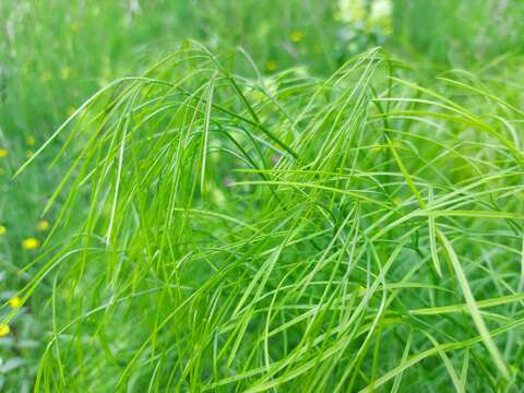 Image of hog's-fennel