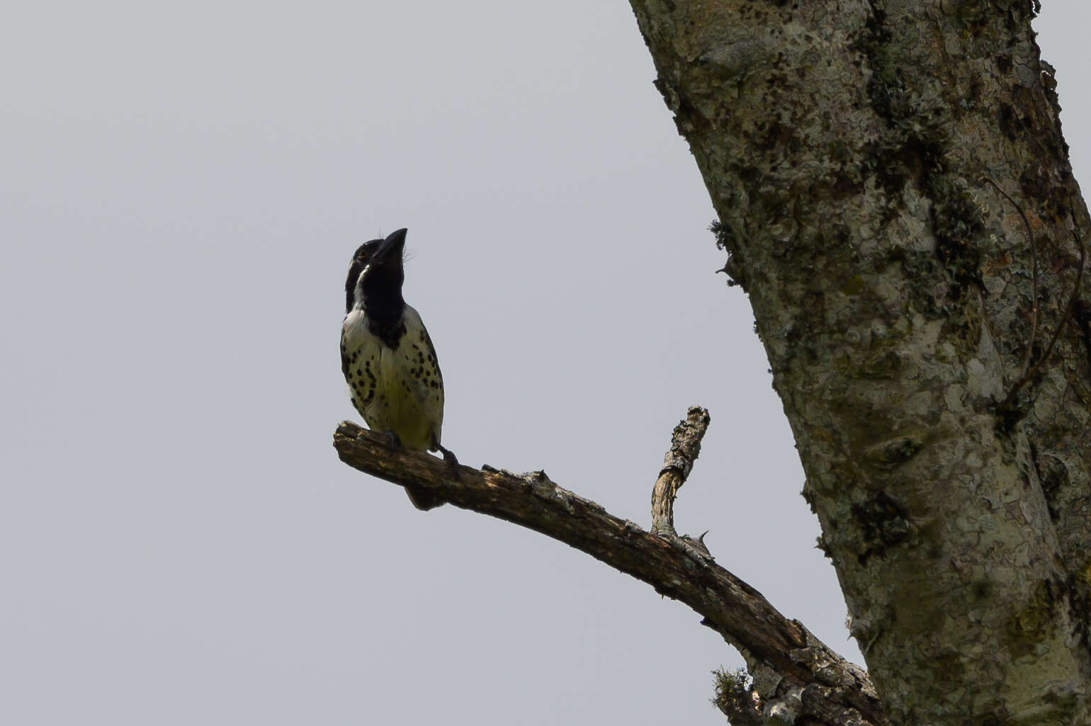 Image of Spot-flanked Barbet