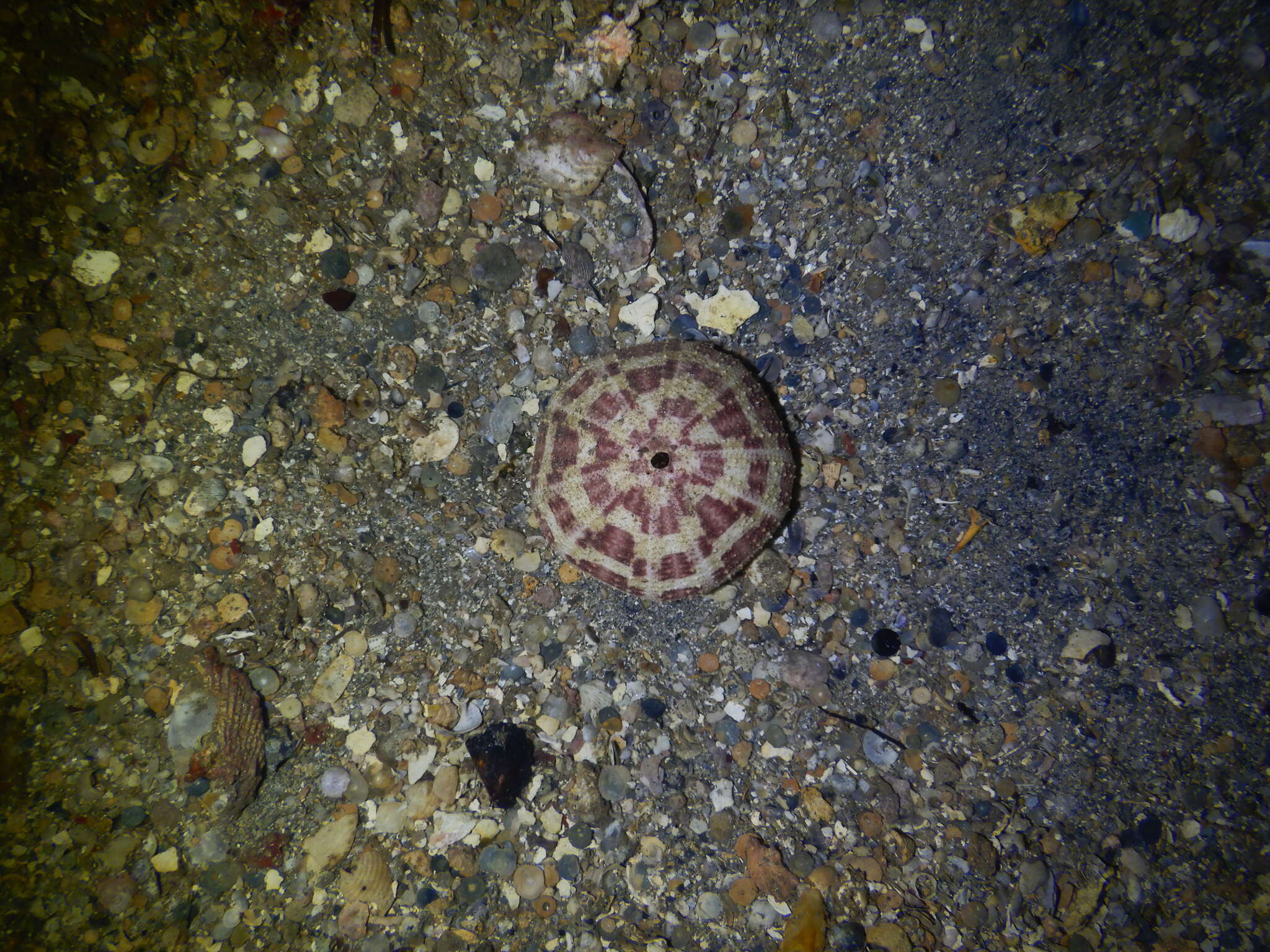 Image of Flower urchin