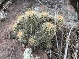 Image of Echinocereus santaritensis W. Blum & Rutow