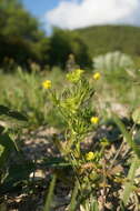 Image of corn buttercup