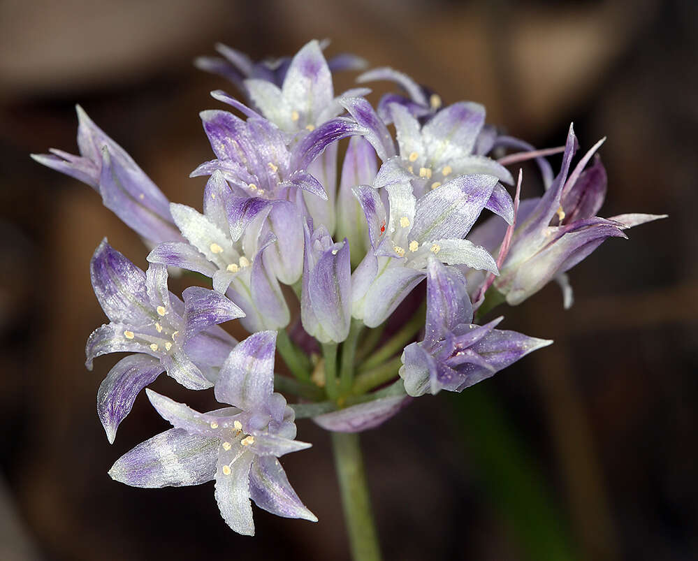 Image of Abrams' allium