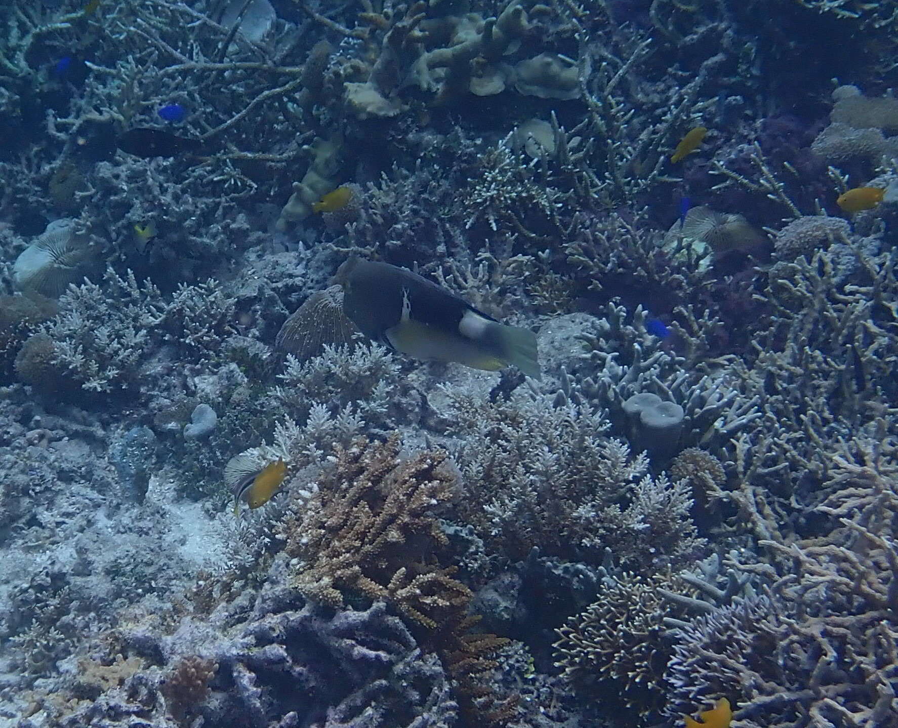 Image of Anchor trunkfish