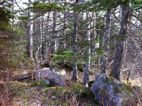 Image of Spruce Grouse