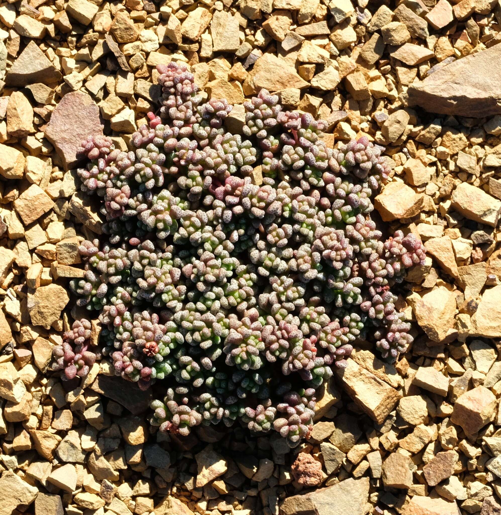 Image of Crassula corallina subsp. corallina