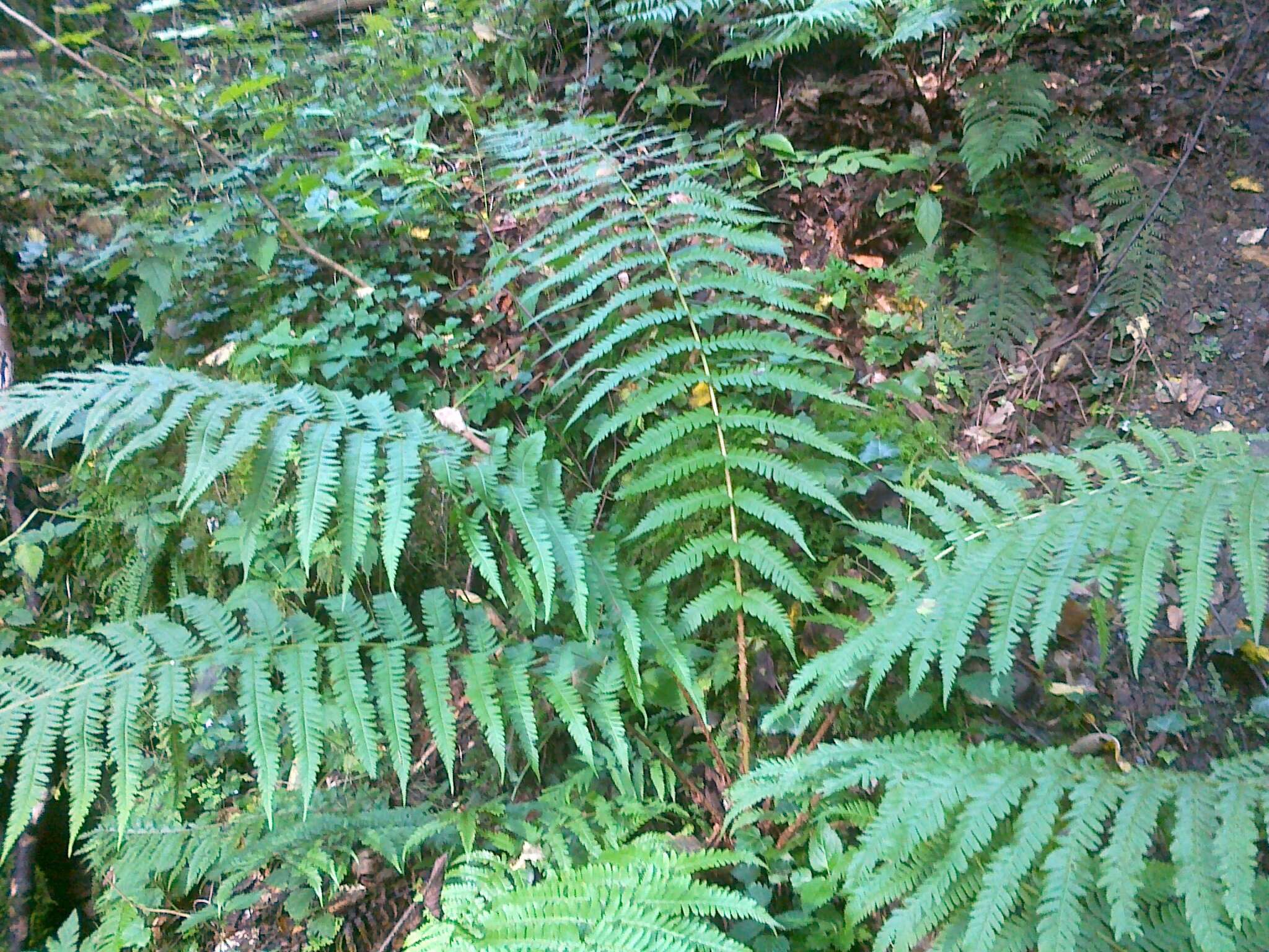 Image of male fern