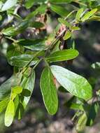 Image of Archidendropsis thozetiana (F. Muell.) I. C. Nielsen