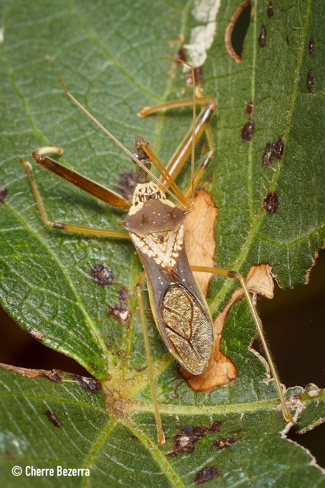 Plancia ëd Heza insignis Stål 1859