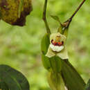 Image of Coelogyne beccarii Rchb. fil.