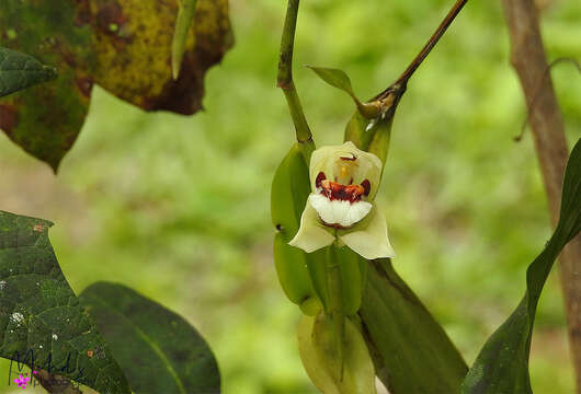 Plancia ëd Coelogyne beccarii Rchb. fil.