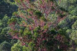 Image of Syzygium moorei (F. Müll.) L. A. S. Johnson