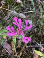 Plancia ëd Clarkia concinna subsp. concinna