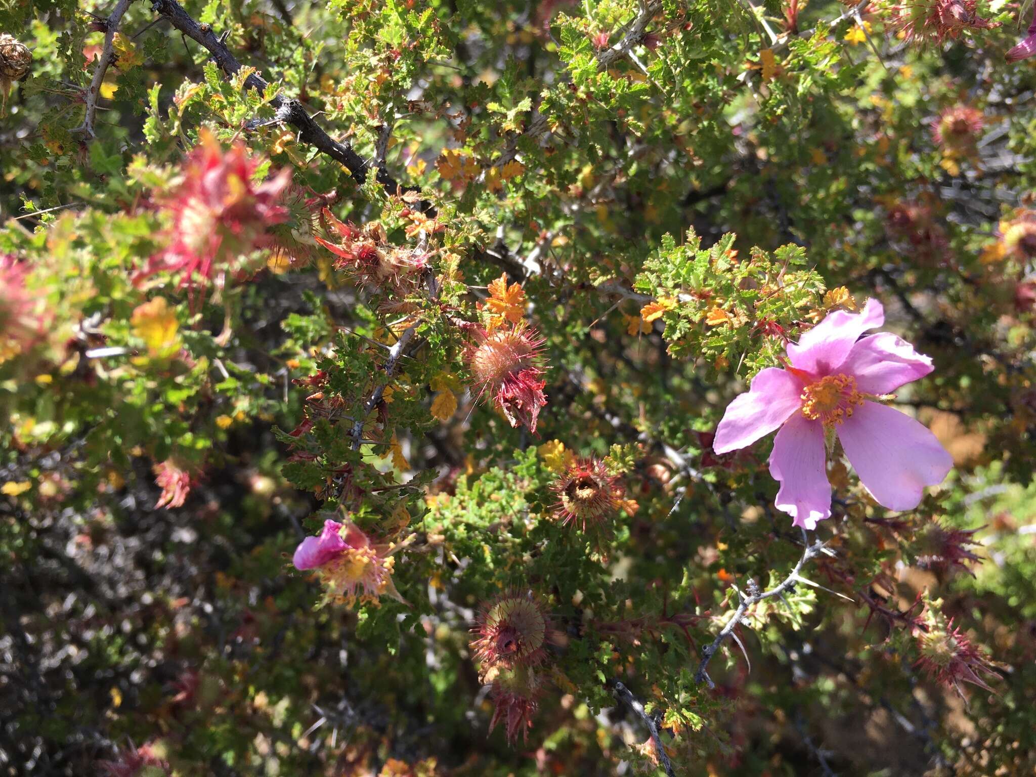 Rosa minutifolia Parry的圖片