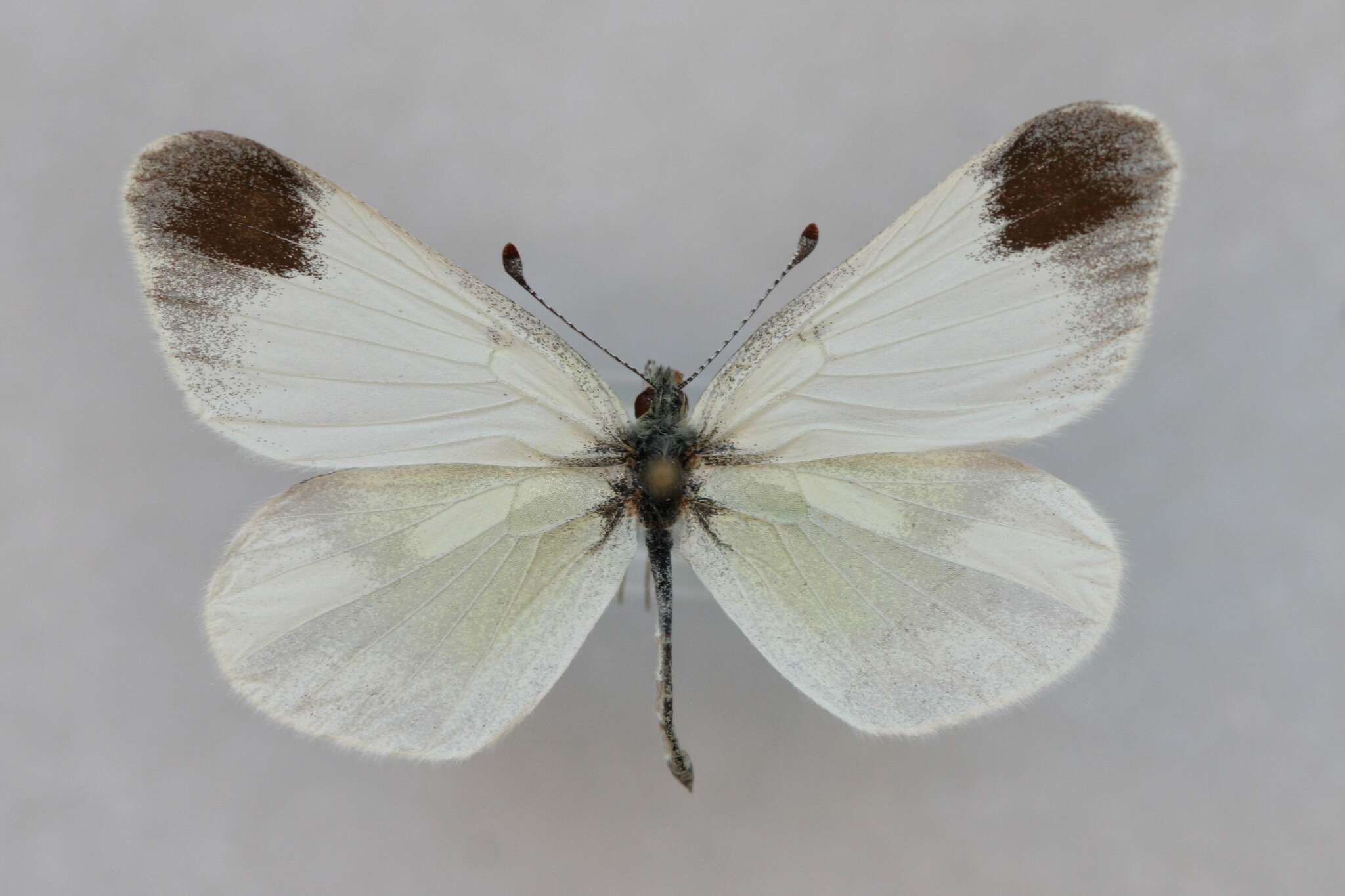 Image of Leptidea duponcheli (Staudinger 1871)