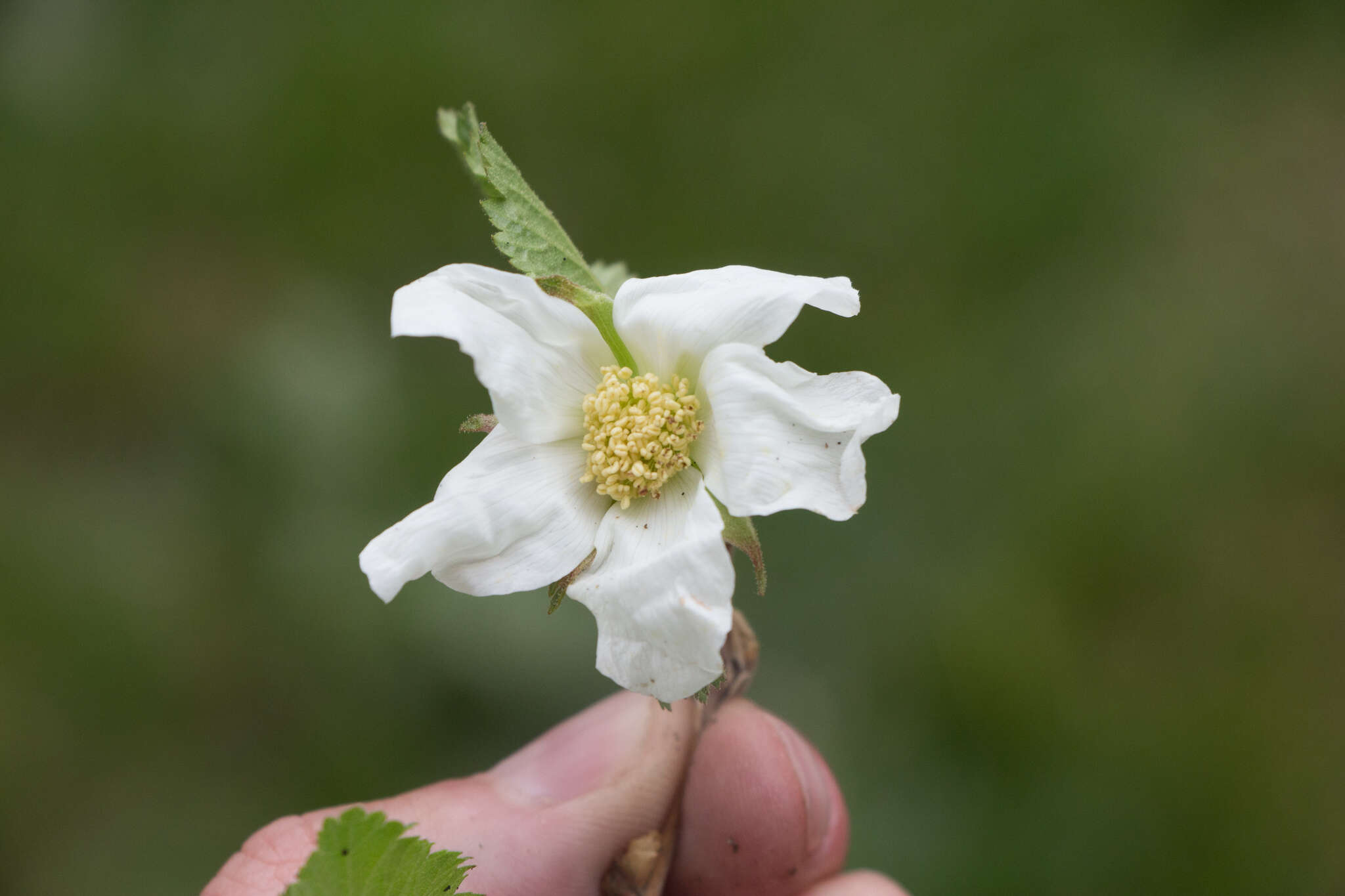 Image of delicious raspberry