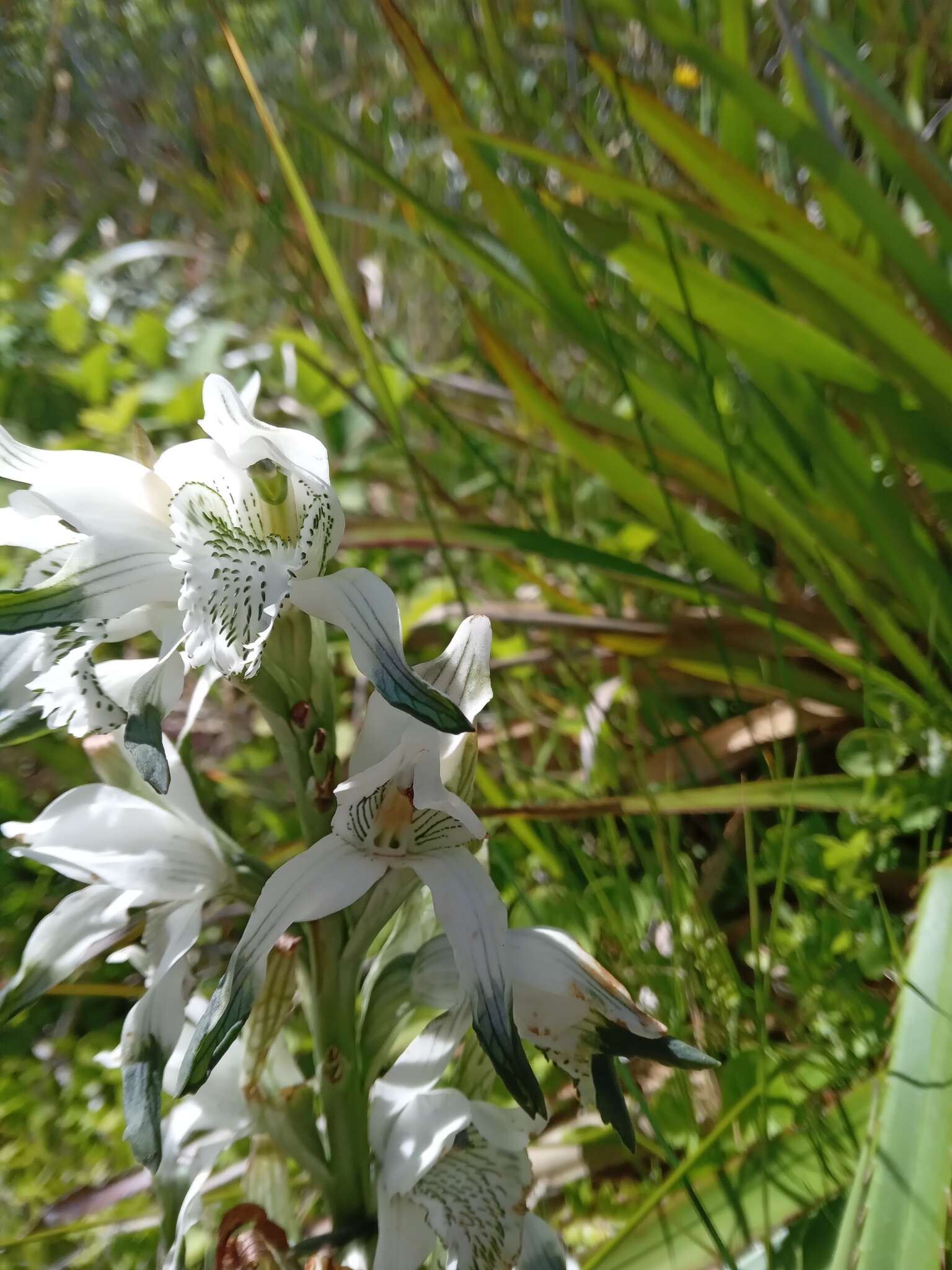 Chloraea piquichen (Lam.) Lindl.的圖片