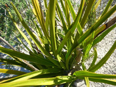 Acrolophia lamellata (Lindl.) Pfitzer的圖片