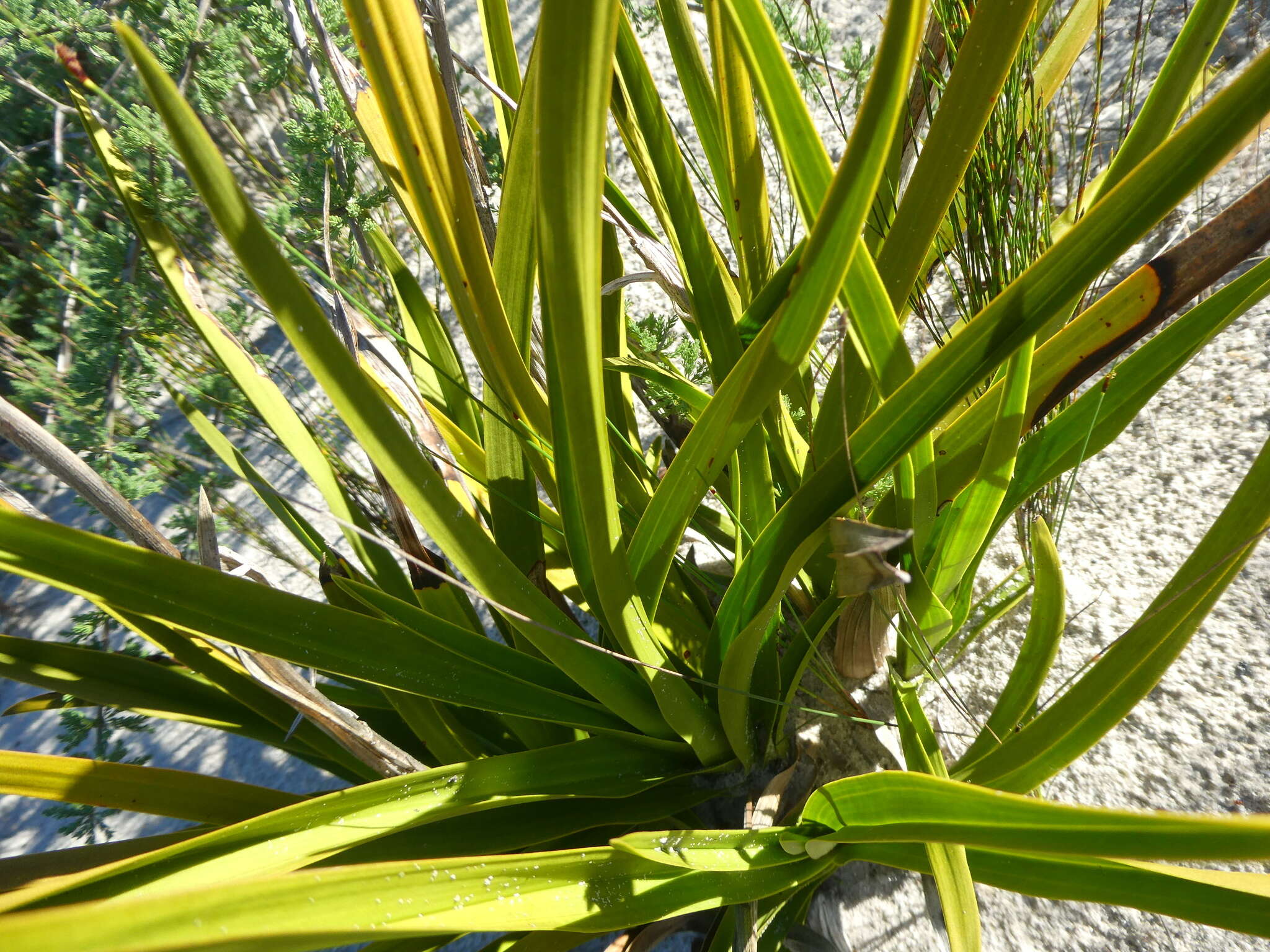 Image of Acrolophia lamellata (Lindl.) Pfitzer