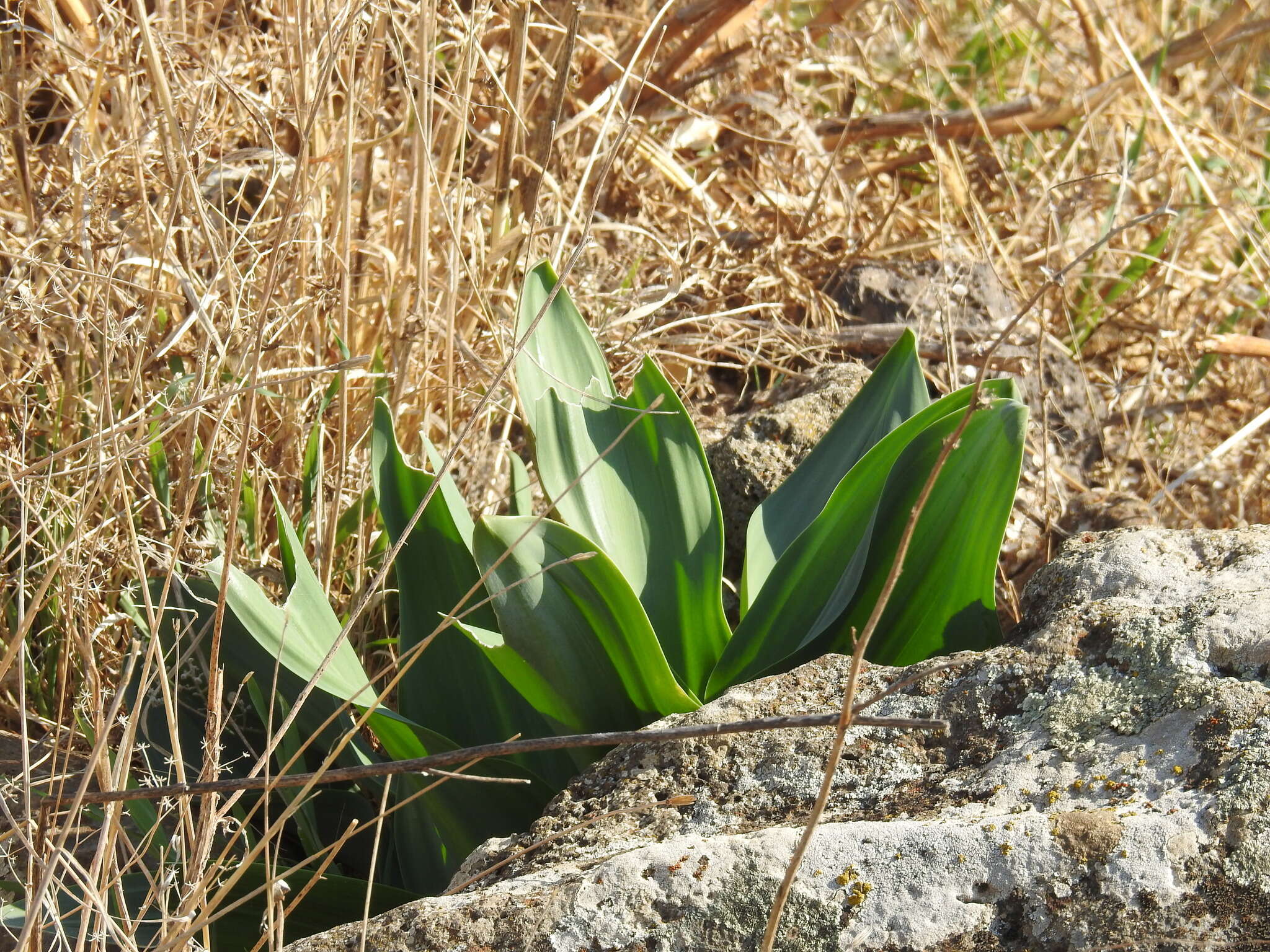 Plancia ëd Drimia aphylla (Forssk.) J. C. Manning & Goldblatt