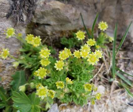 Image of Saxifraga sedoides L.