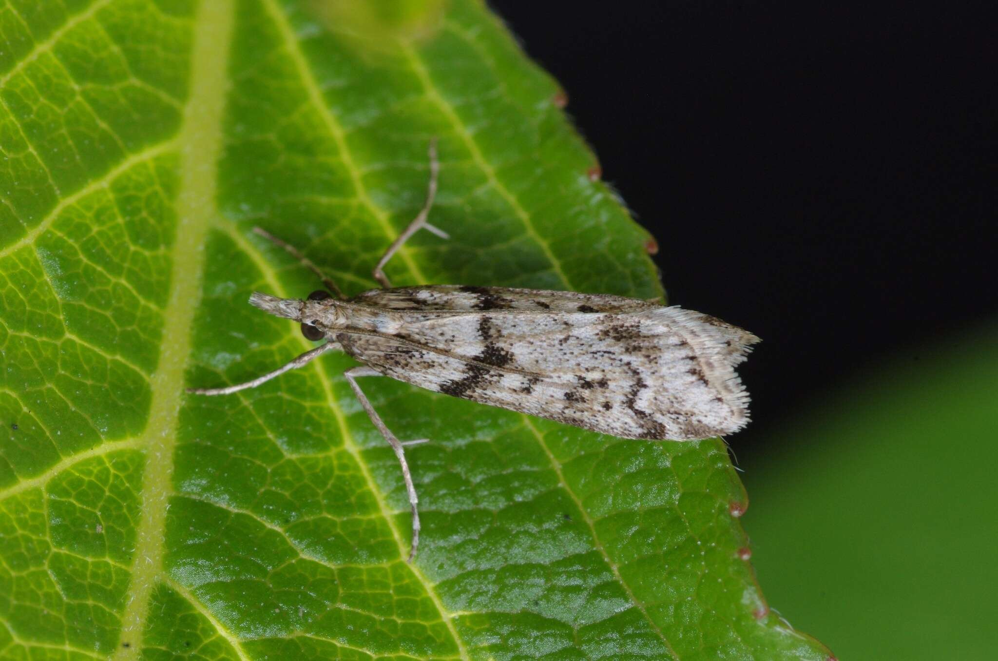 Image of Narrow-winged Grey