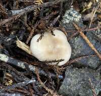 Image of Asproinocybe daleyae