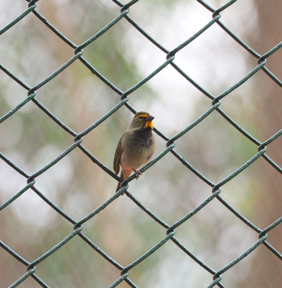 Image of Tiaris olivaceus olivaceus (Linnaeus 1766)