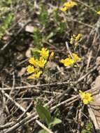 Image of Missouri bladderpod