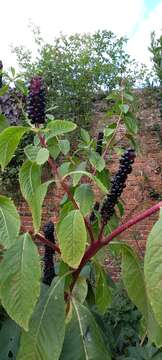 Image of Phytolacca polyandra Batalin