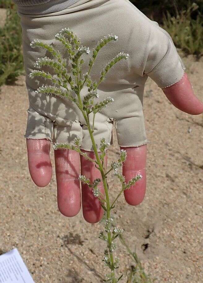 Image of pointed cryptantha