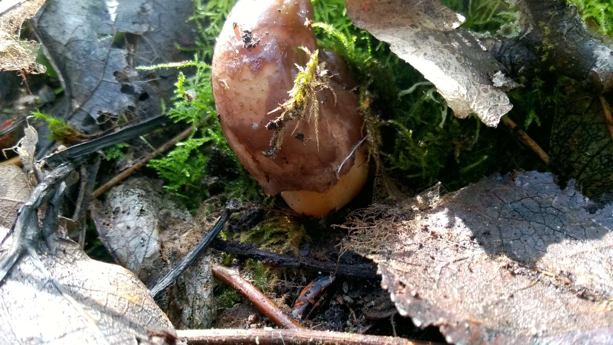 Image of Thimble morel