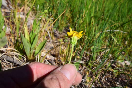 Image of hairy arnica