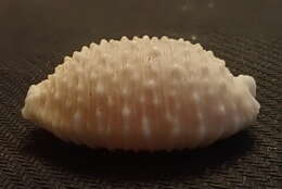 Image of granulated cowry