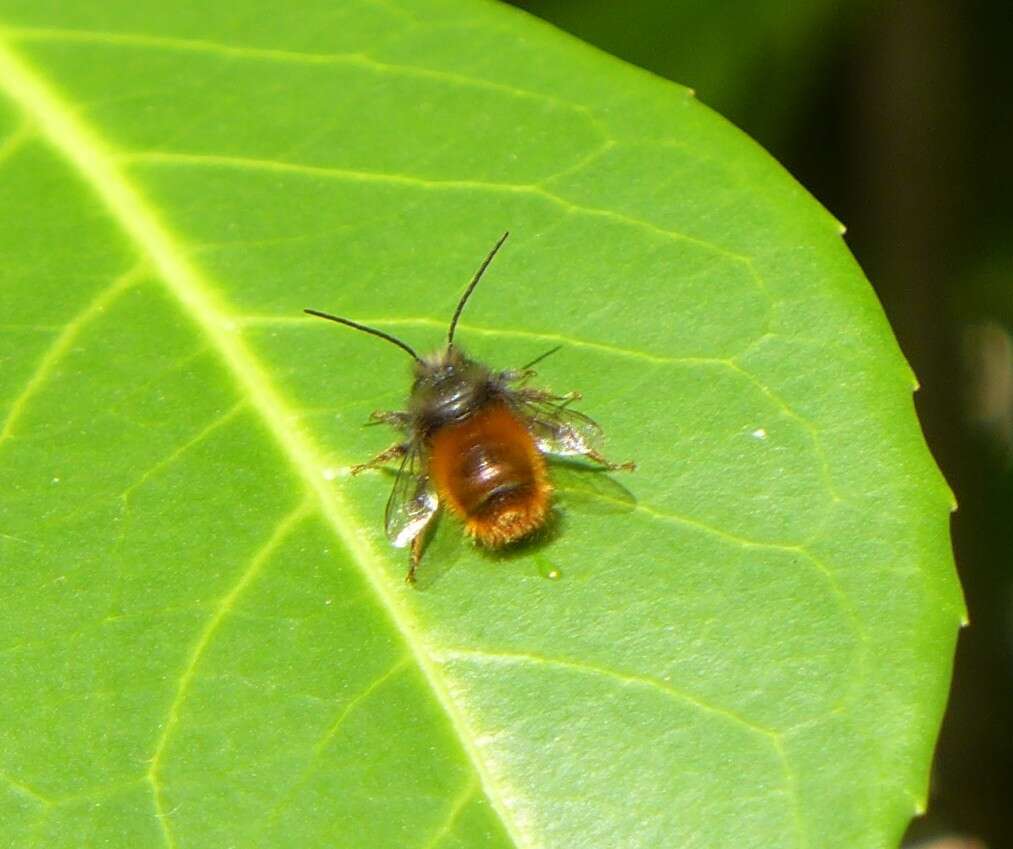 Image of Osmia cornuta (Latreille 1805)