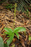 Crepidium purpureum (Lindl.) Szlach.的圖片