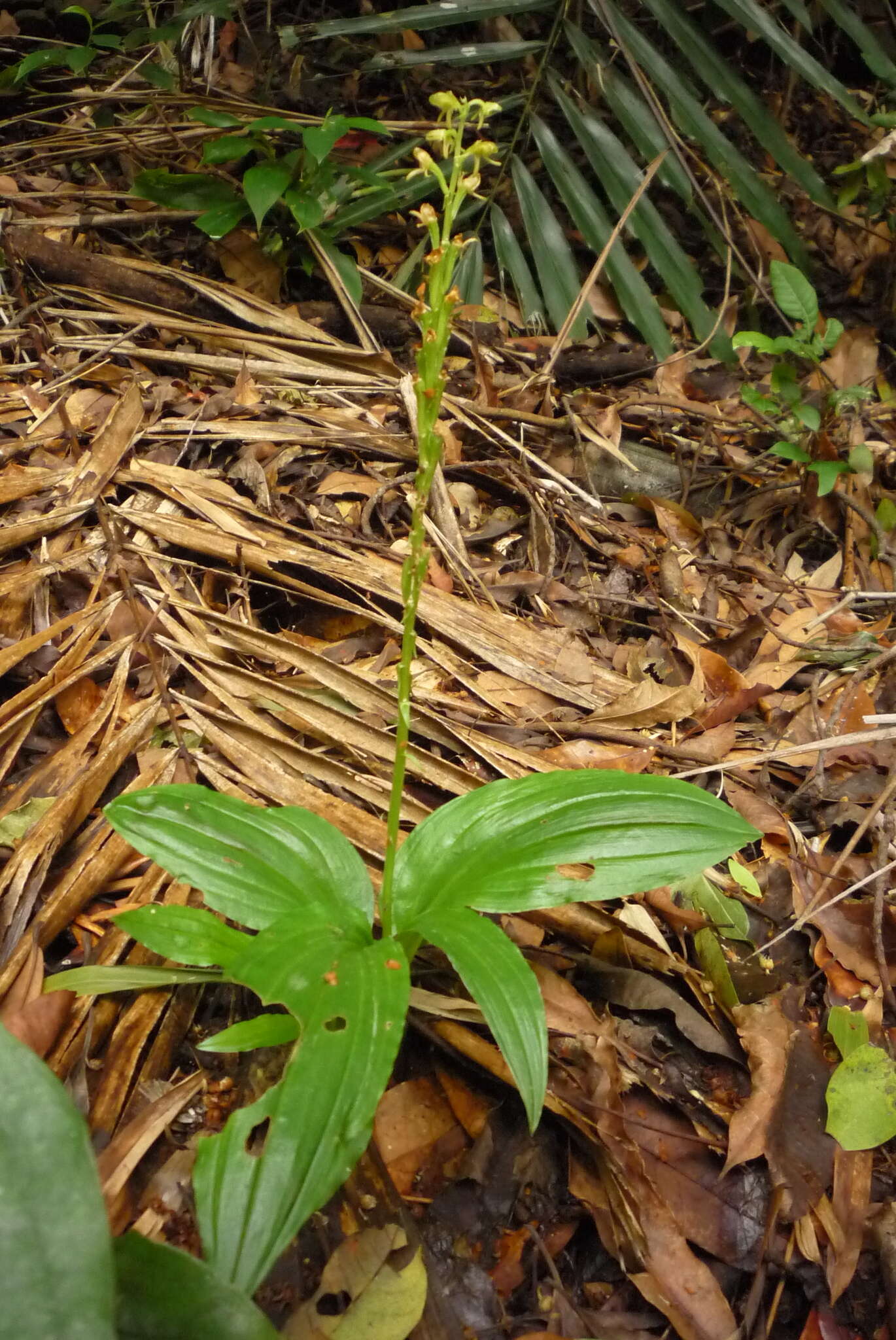 Image of Crepidium purpureum (Lindl.) Szlach.