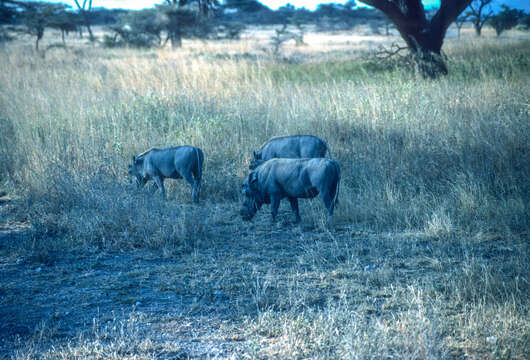 Image of Desert Warthog