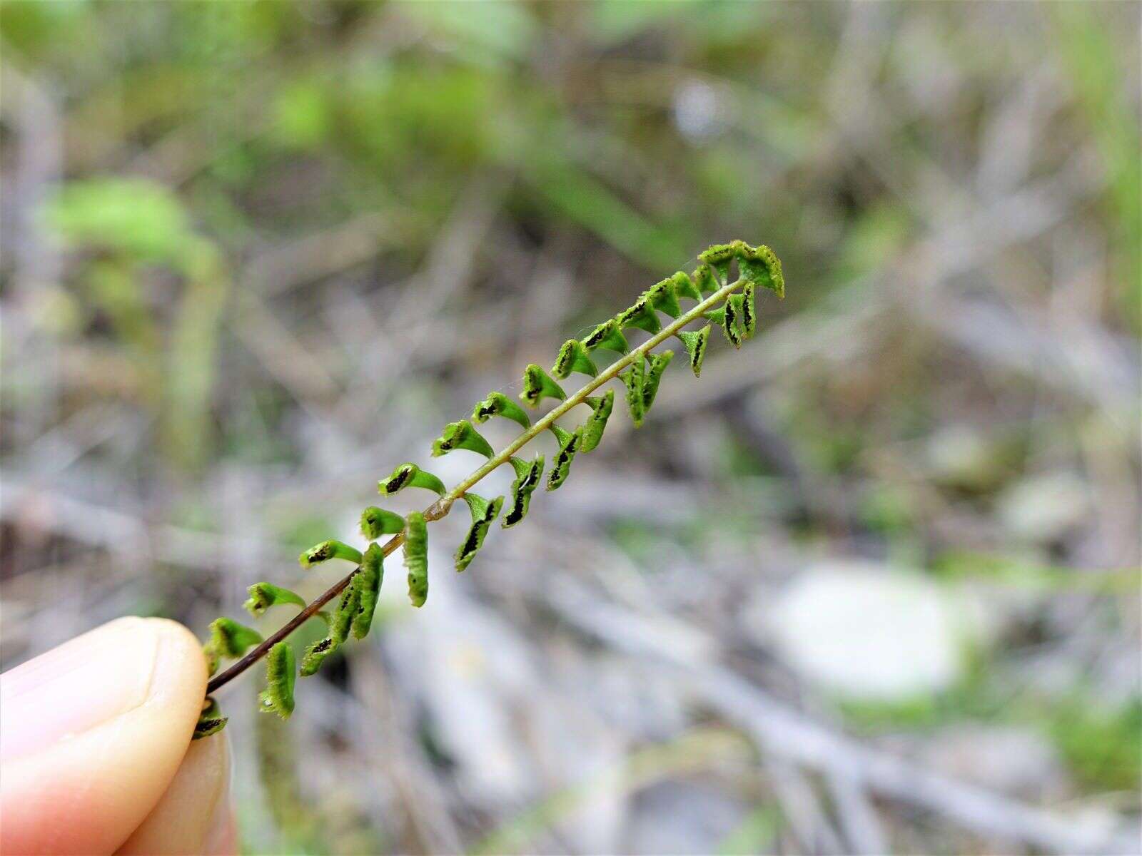 Image of Lindsaea linearis Sw.