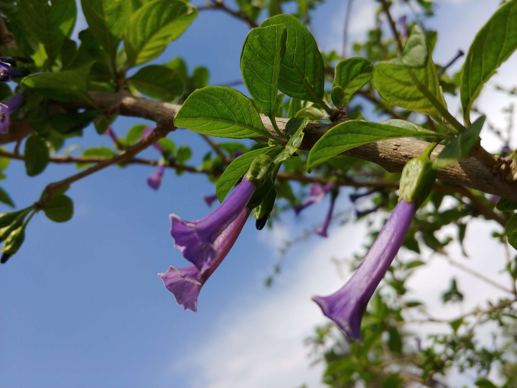 Image of violet churcu