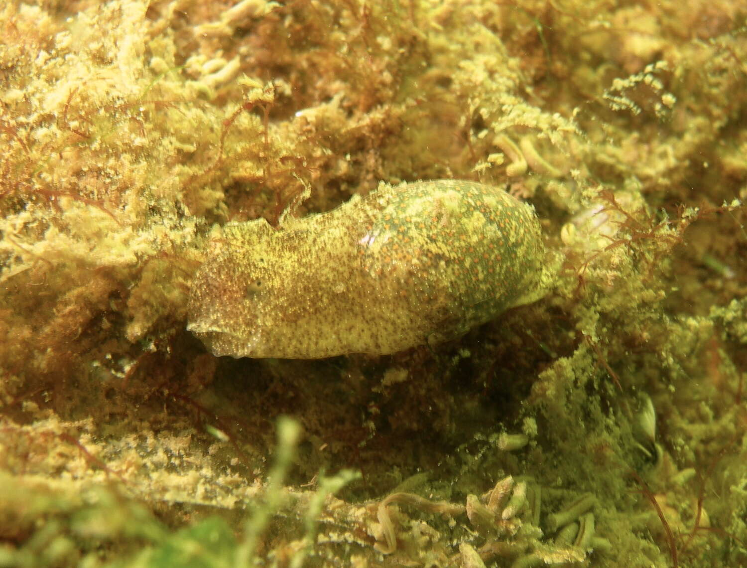 Image of Haminoea orteai Talavera, Murillo & Templado 1987