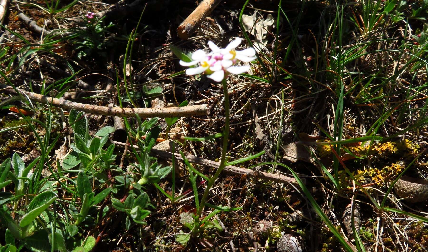 Imagem de Iberis pinnata L.