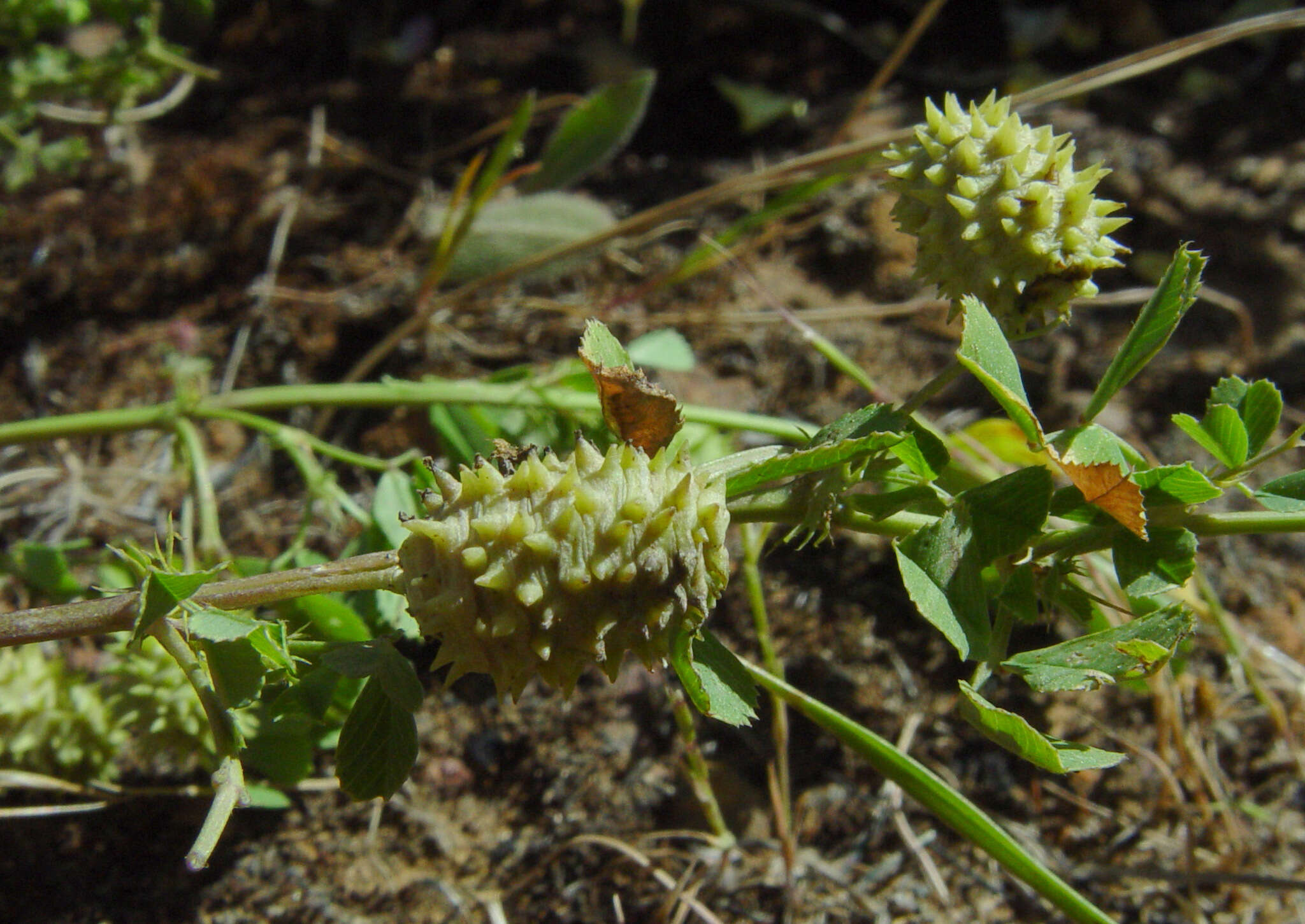 Image of Medicago murex Willd.