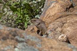 Image of Gidgee Skink