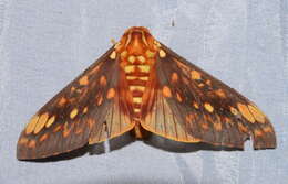 Image of Citheronia andina Lemaire 1971