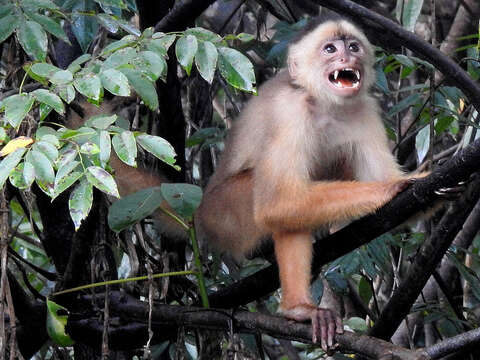 Image of Spix's white-fronted capuchin