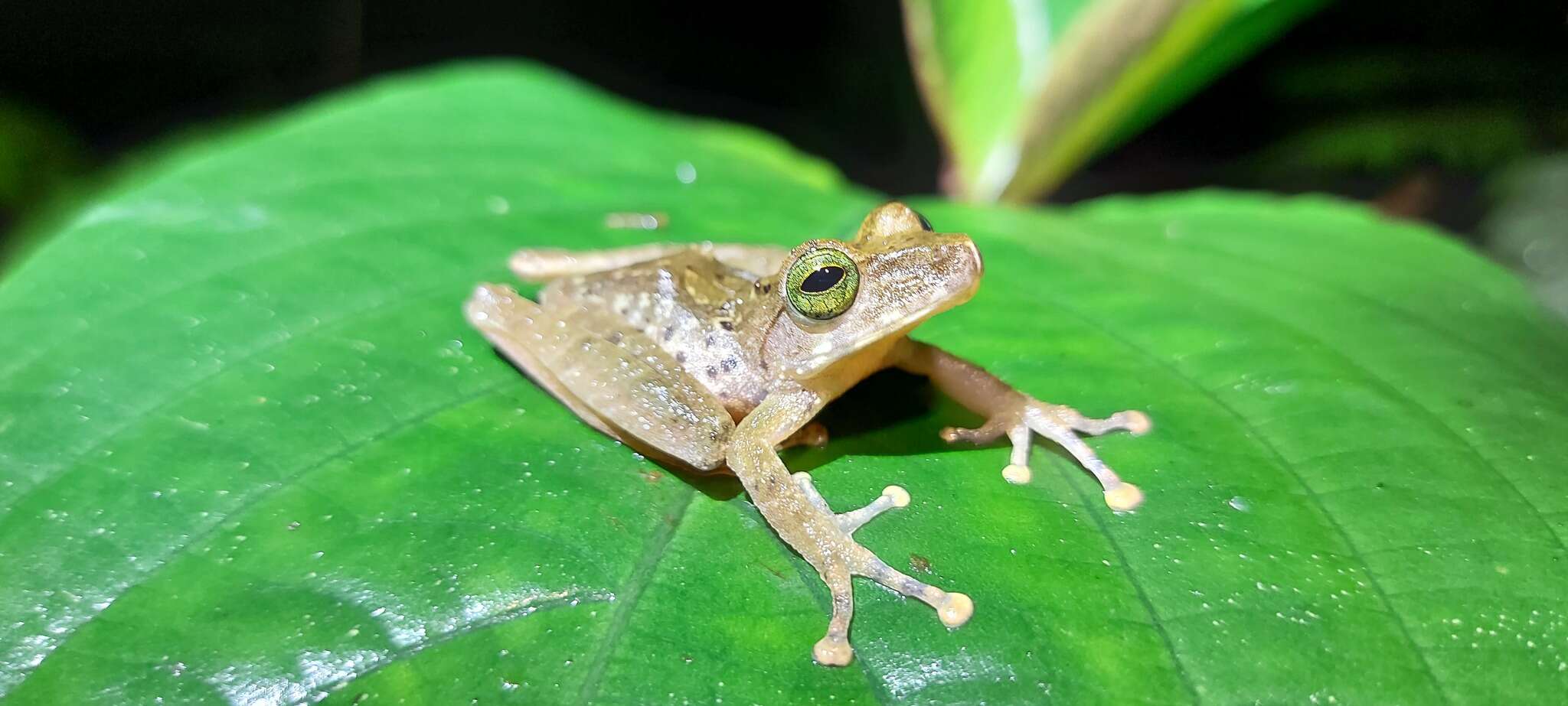 Image of Philautus hosii (Boulenger 1895)