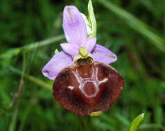 Image of Ophrys argolica subsp. biscutella (O. Danesch & E. Danesch) Kreutz