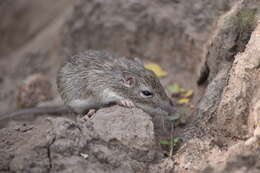 Image of Nelson's pocket mouse