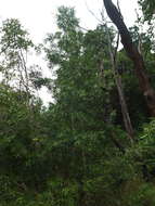 Image of Calophyllum pascalianum B. R. Ramesh, Ayyappan & De Franceschi