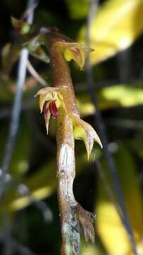 Image of Bulbophyllum rubrum Jum. & H. Perrier